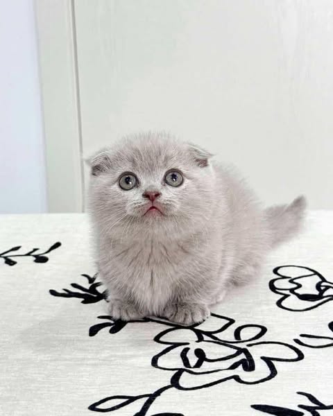 Munchkin Fold