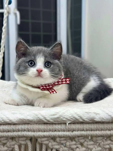 Munchkin