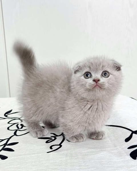 Munchkin Fold