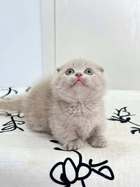 Munchkin Fold