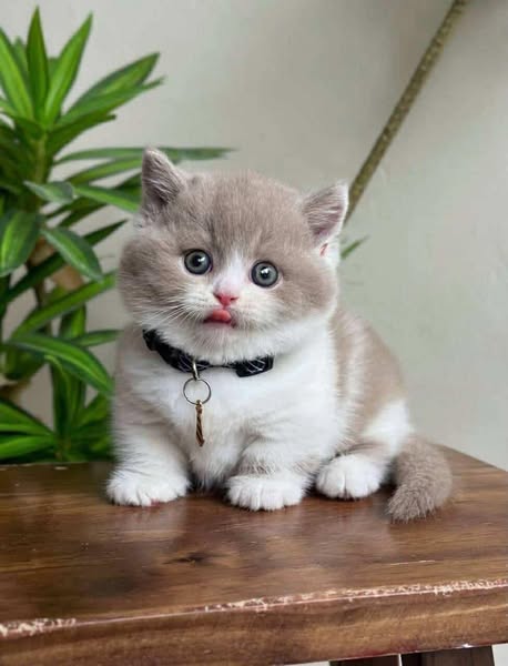 Munchkin