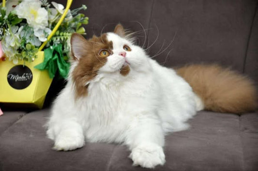 British Longhair