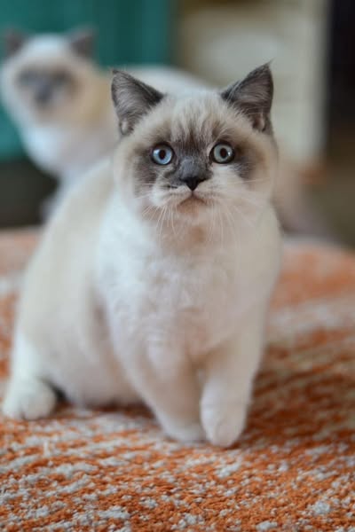 British Shorthair