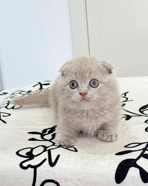Munchkin Fold