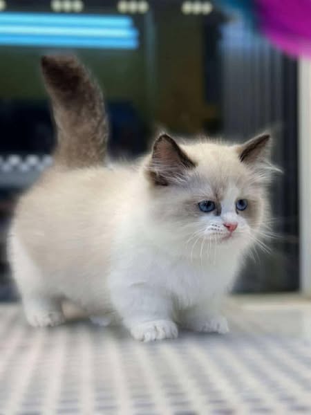 Munchkin Ragdoll