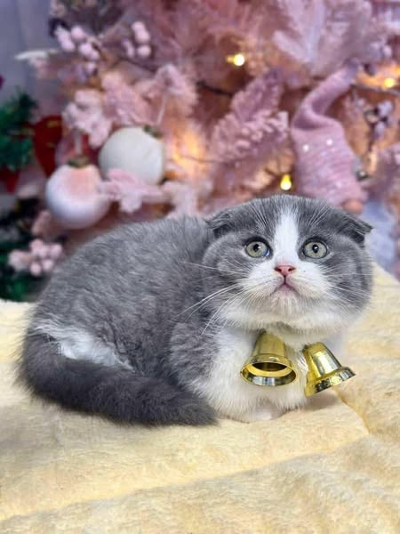 Munchkin Fold