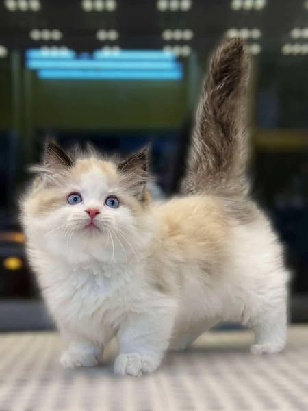 Munchkin Ragdoll