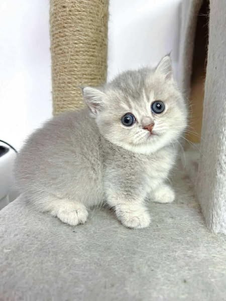 Munchkin