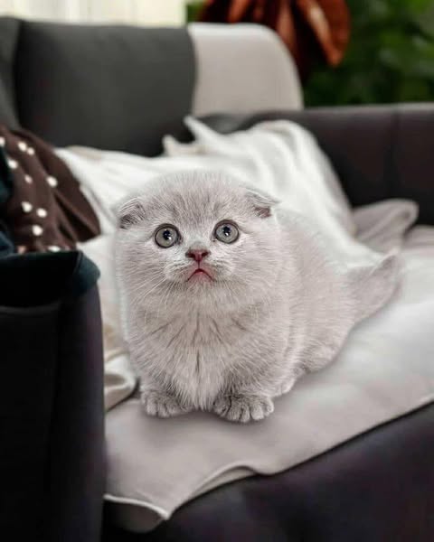 Munchkin Fold