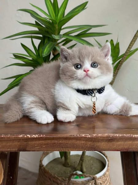 Munchkin