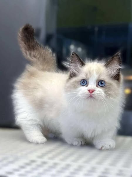 Munchkin Ragdoll