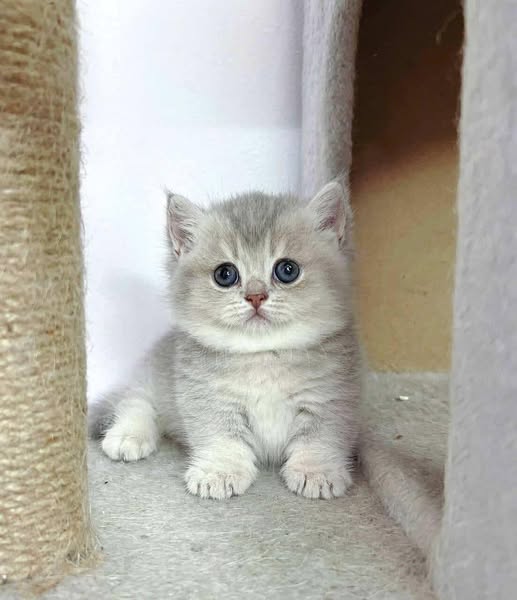 Munchkin