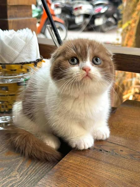 Munchkin Fold
