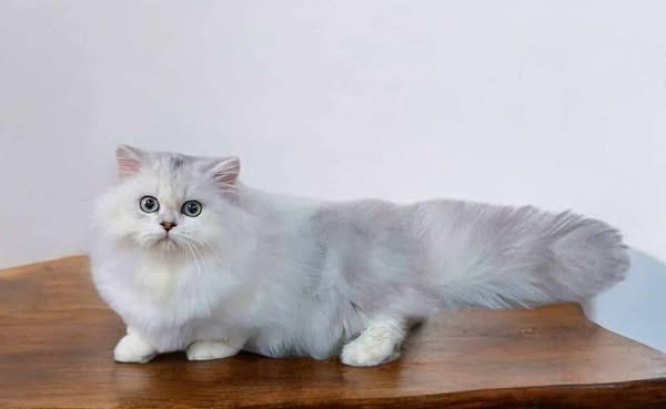 Munchkin Longhair