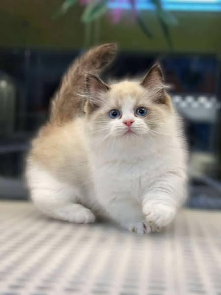 Munchkin Ragdoll