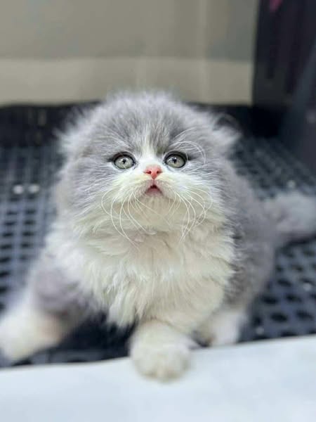 Munchkin Fold Longhair