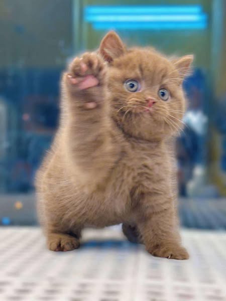 Munchkin