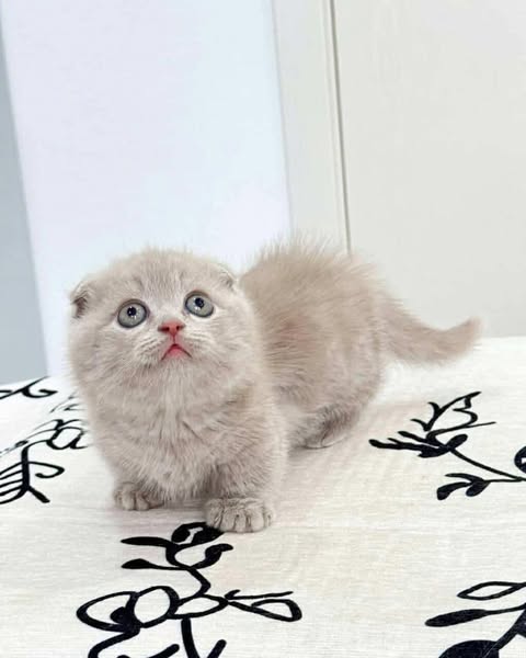 Munchkin Fold