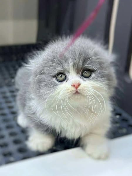 Munchkin Fold Longhair