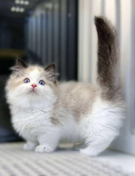 Munchkin Ragdoll