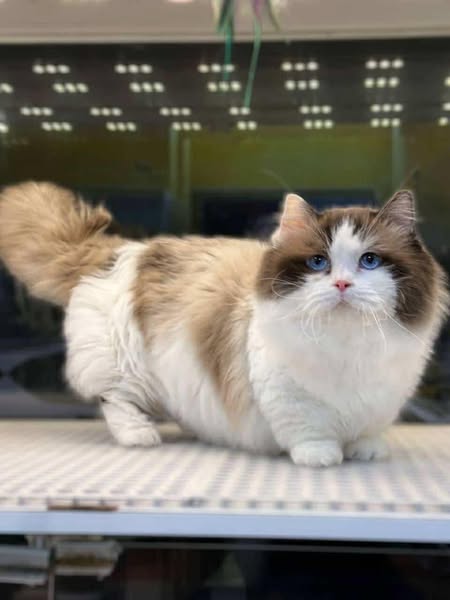 Munchkin Ragdoll