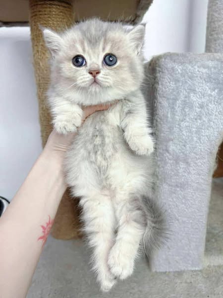 Munchkin
