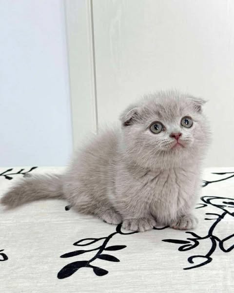 Munchkin Fold