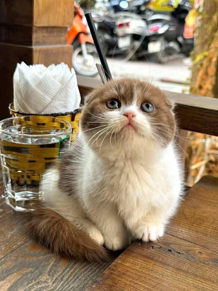 Munchkin Fold