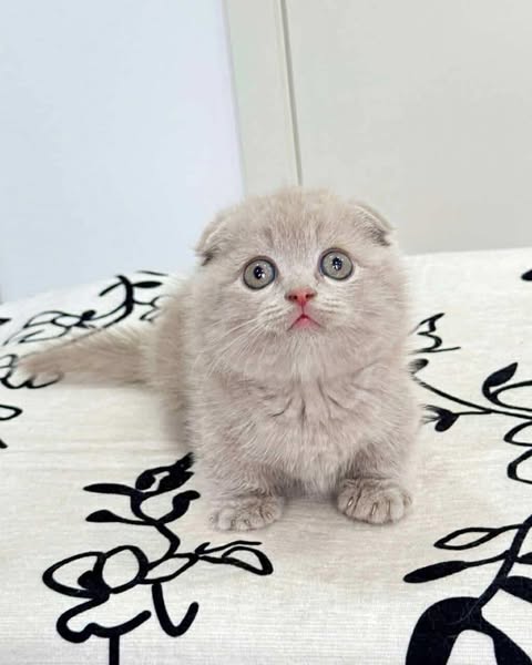 Munchkin Fold