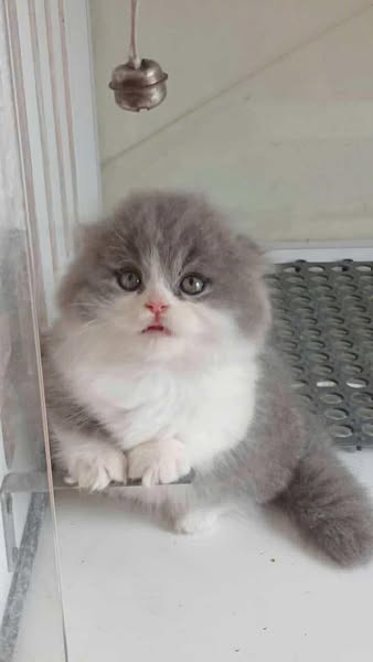 Munchkin Fold Longhair
