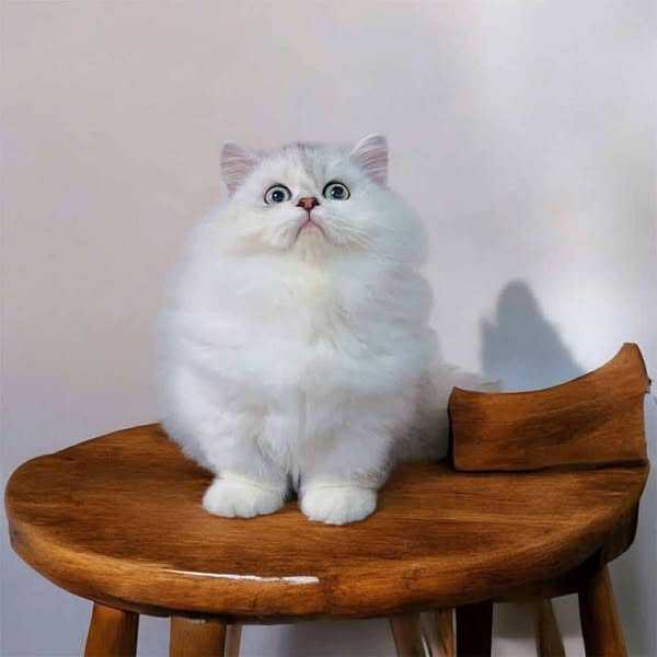 Munchkin Longhair