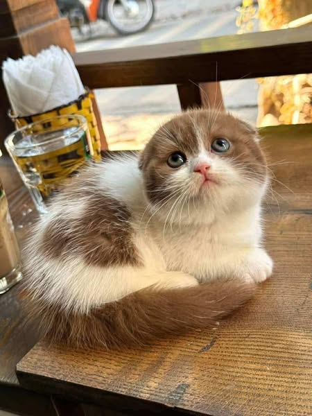 Munchkin Fold