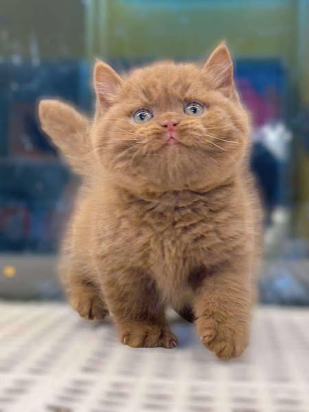 Munchkin