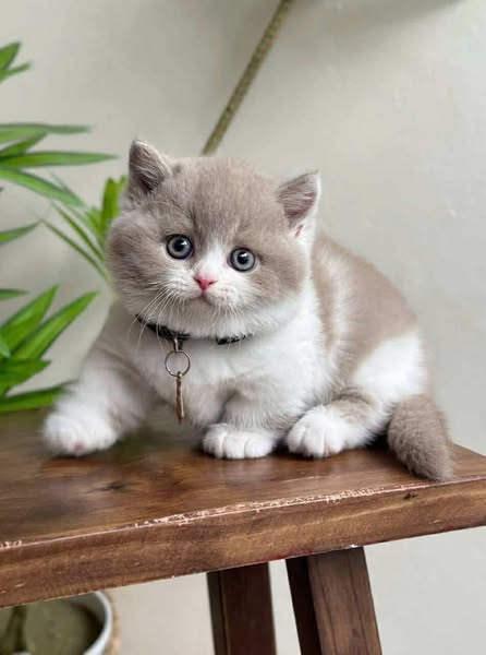 Munchkin