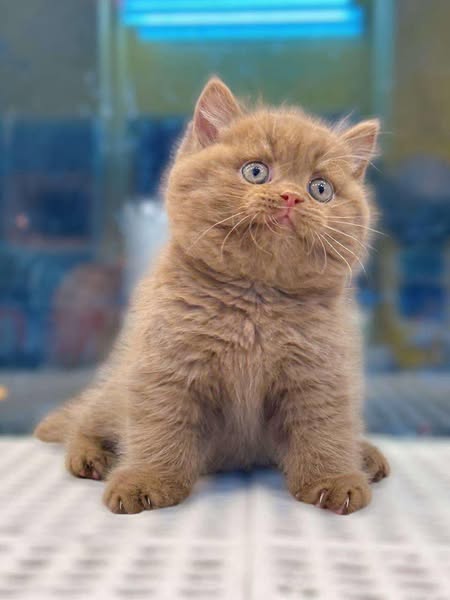 Munchkin