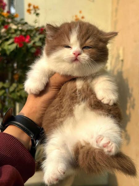 Munchkin