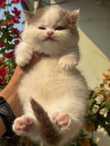 Munchkin