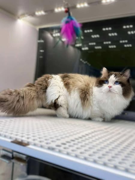 Munchkin Ragdoll