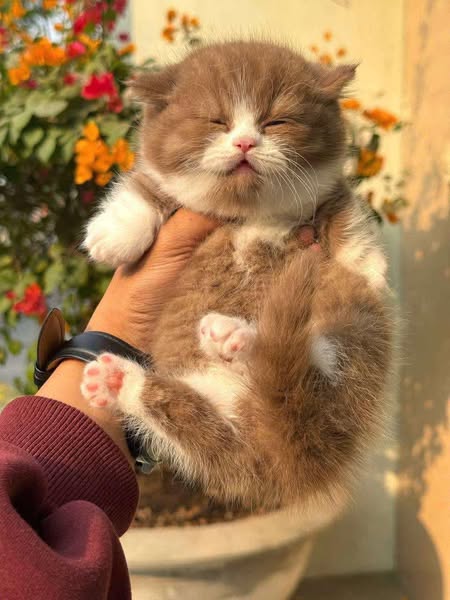 Munchkin