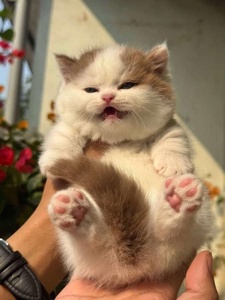 Munchkin