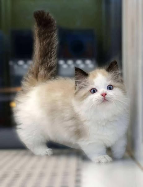 Munchkin Ragdoll