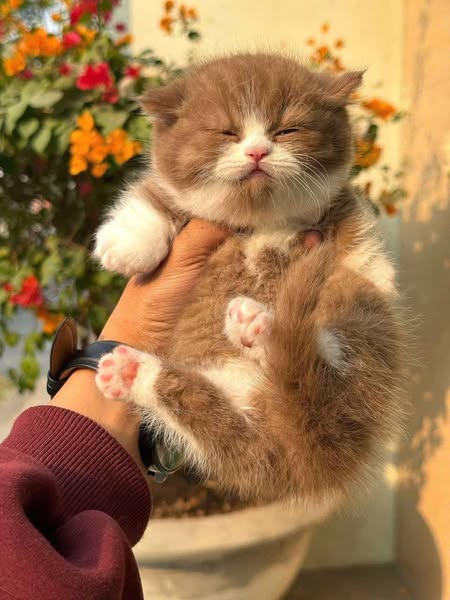 Munchkin