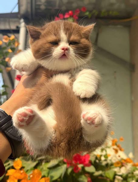 Munchkin