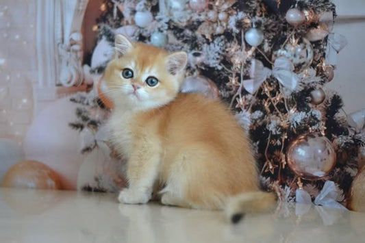 British Shorthair
