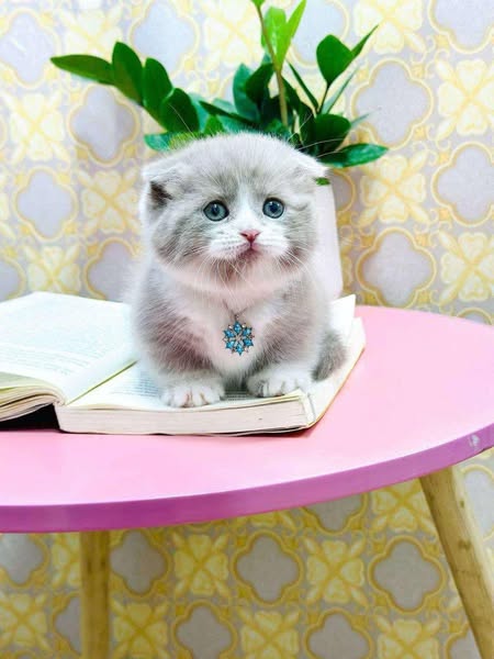 Munchkin Fold