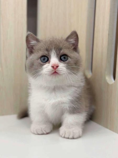 Munchkin