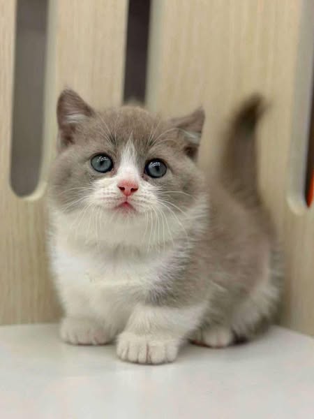 Munchkin