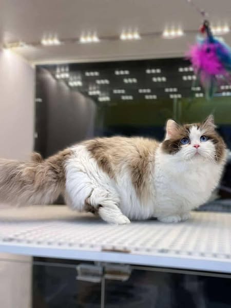 Munchkin Ragdoll