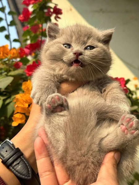Munchkin