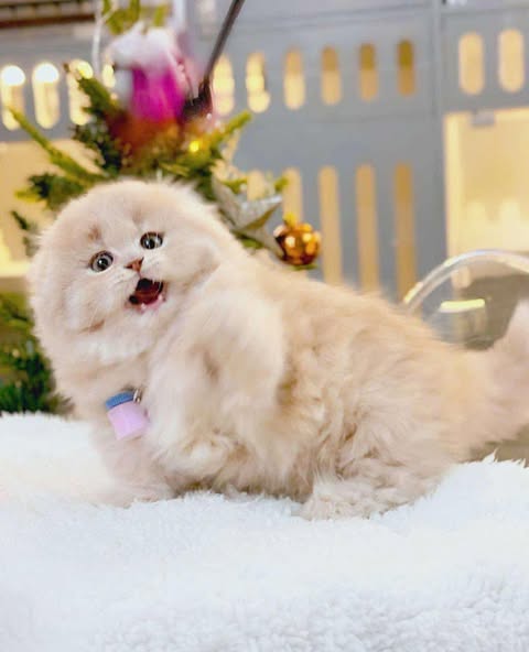 Munchkin Fold Longhair